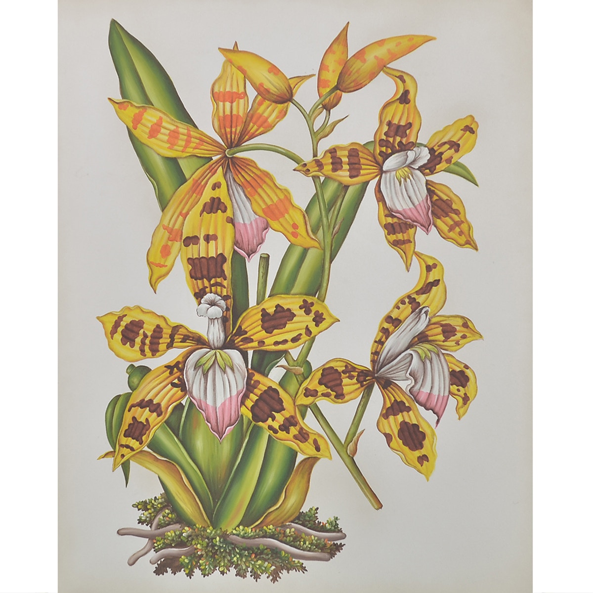 Bramble Spider Orchid Plant on Canvas 16 x 20 with Frame C379
