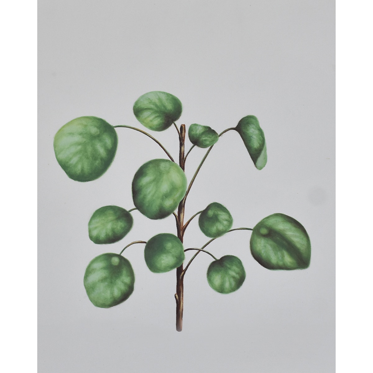 Bramble Pilea on Canvas 16 x 20 with Frame C965