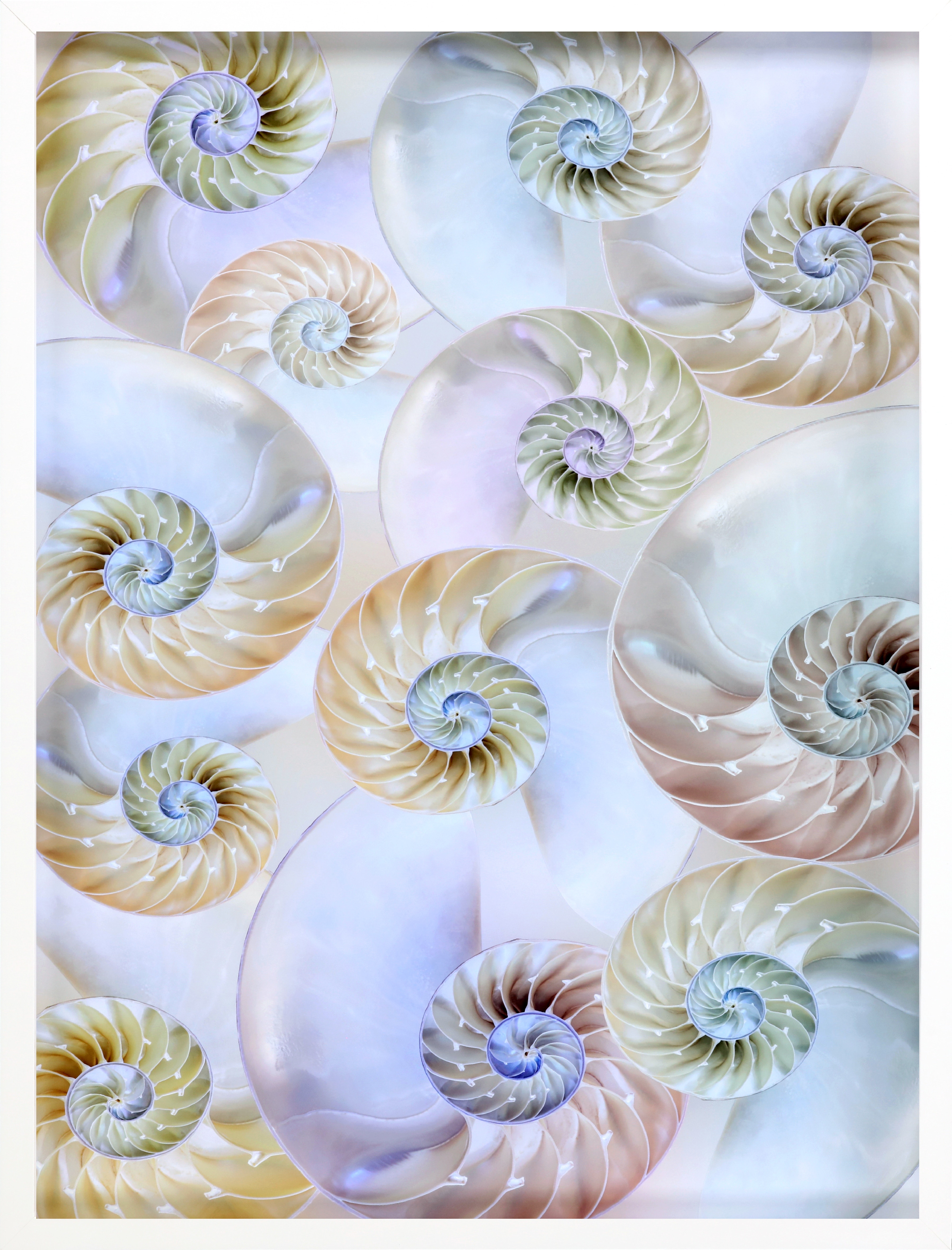 Paragon Art Nautilus Pattern 15804 - Issis & Sons - Birmingham, AL