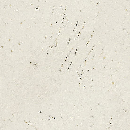 HL-TAUPE