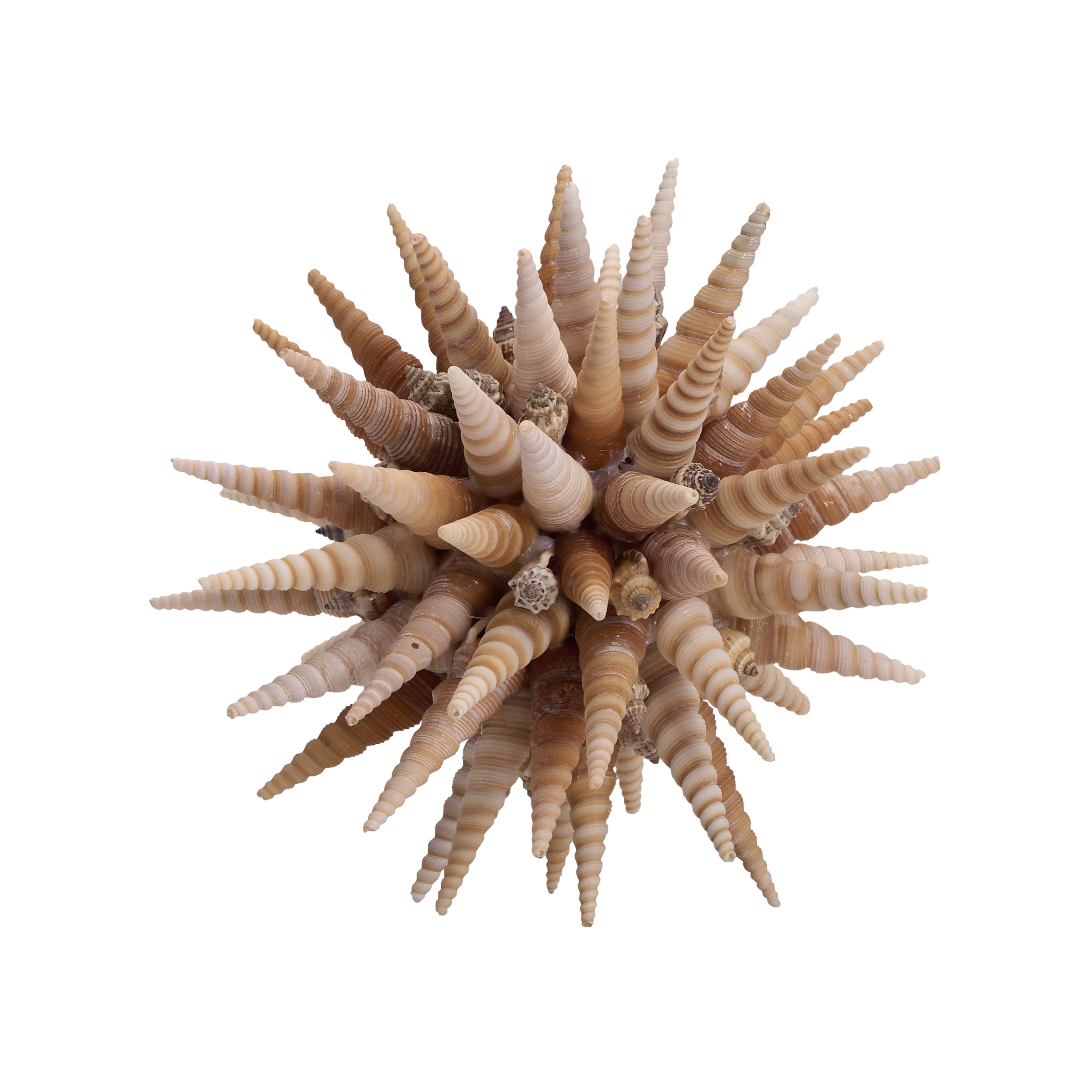  Marlin Shell Ball (Sm) 