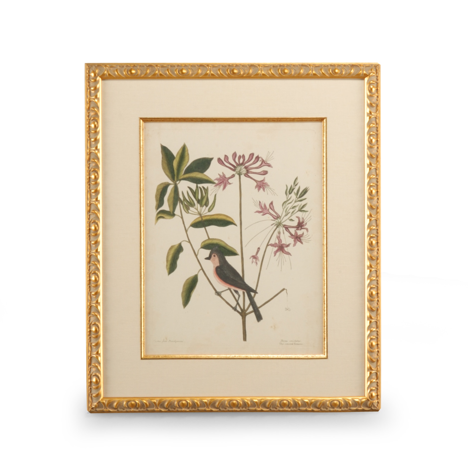 CHELSEA HOUSE Catesby Bird and Botanical I 386175
