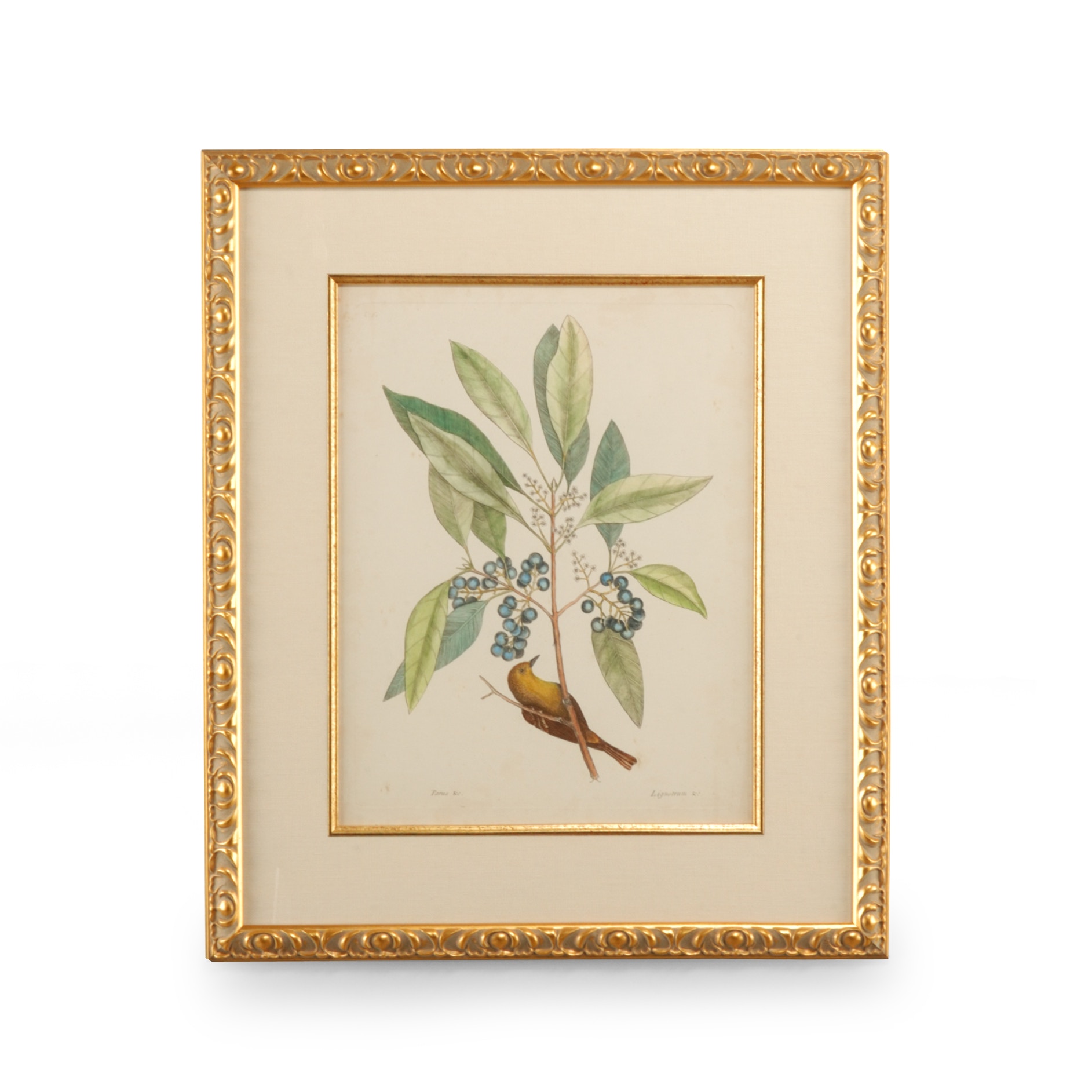 CHELSEA HOUSE Catesby Bird and Botanical V 386179
