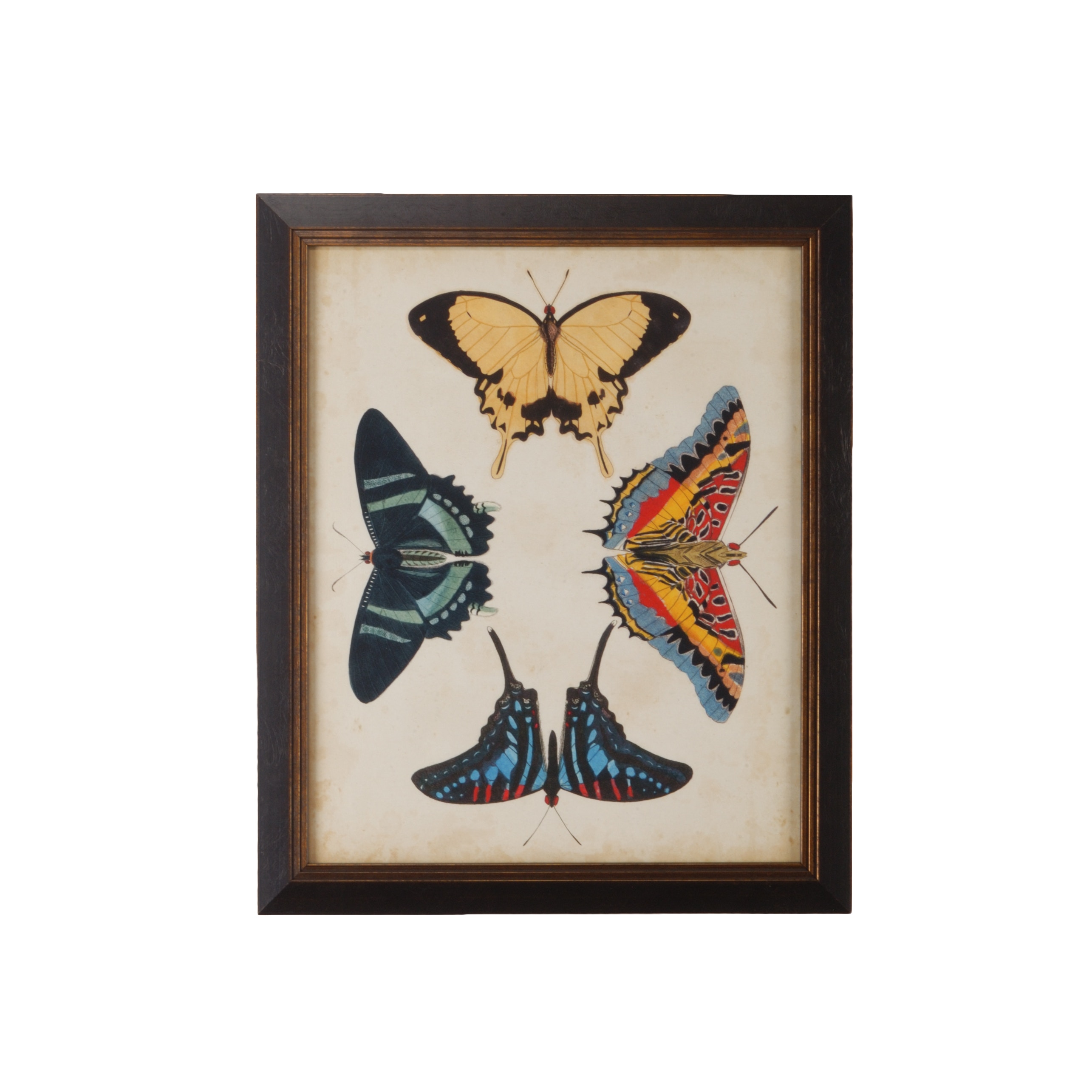 CHELSEA HOUSE Display Of Butterflies III 386517