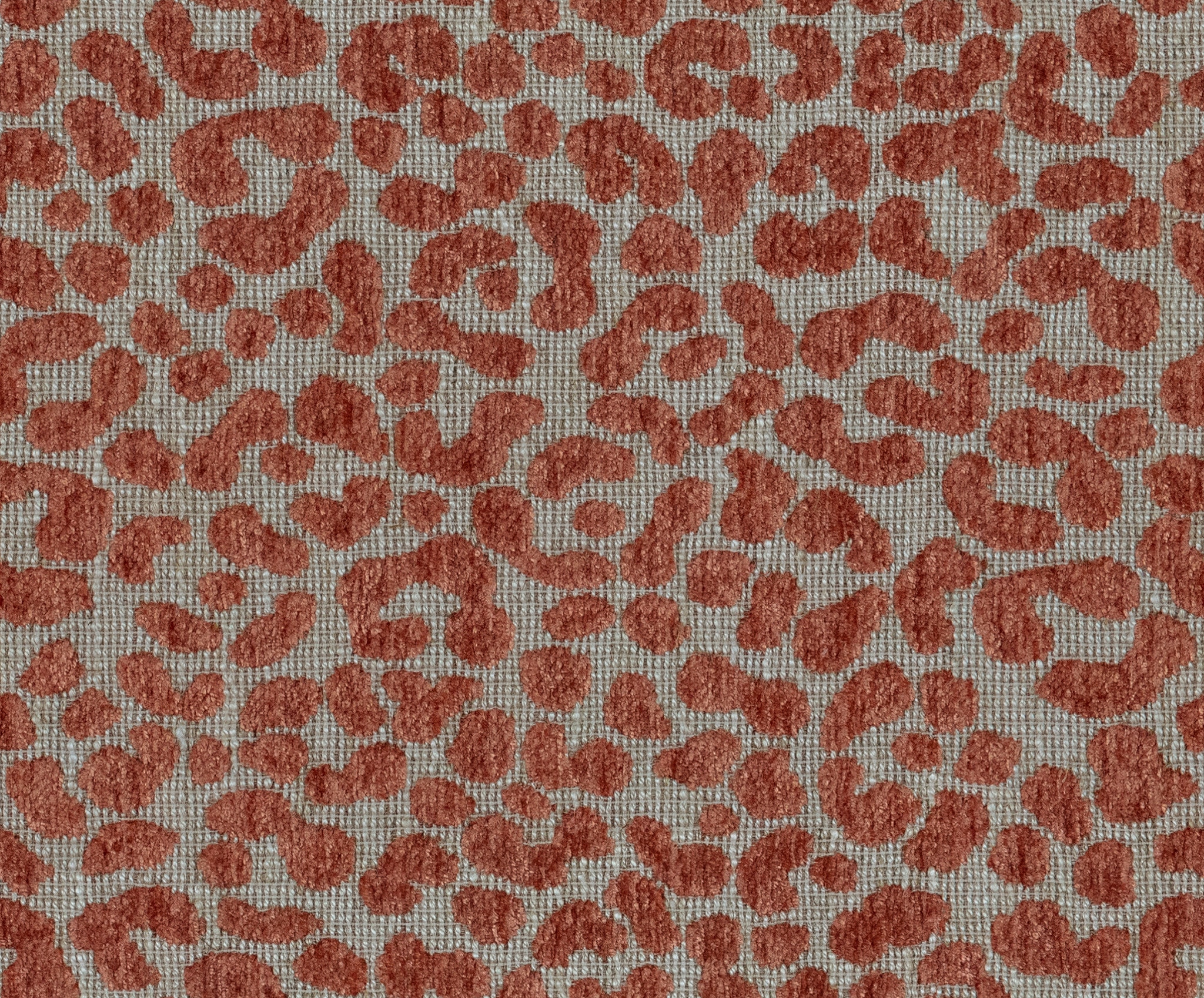  44303 LEO CORAL