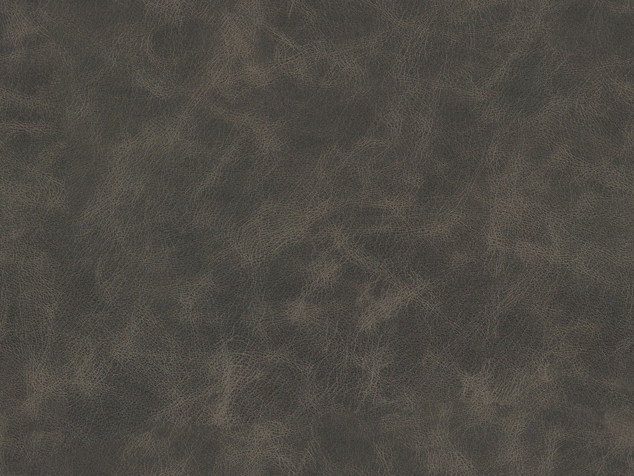 900003 CHEYENNE GREY HOSS