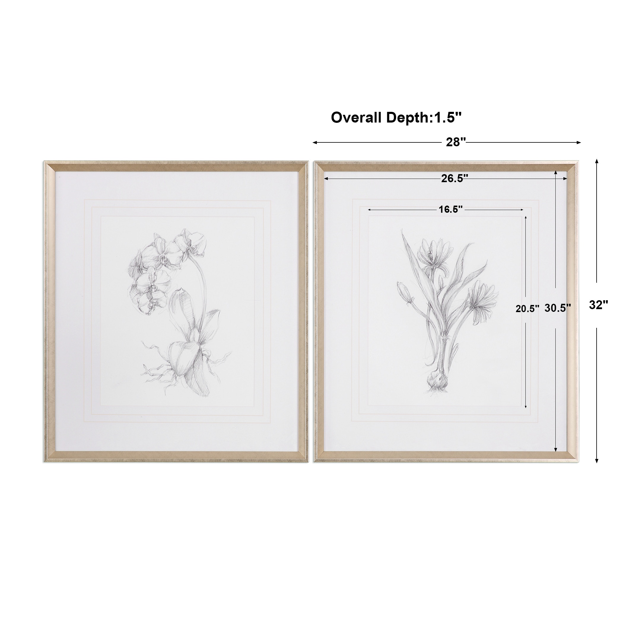 Uttermost Botanical Sketches Framed Prints S2 33649  Austin and Taylor   London Ontario
