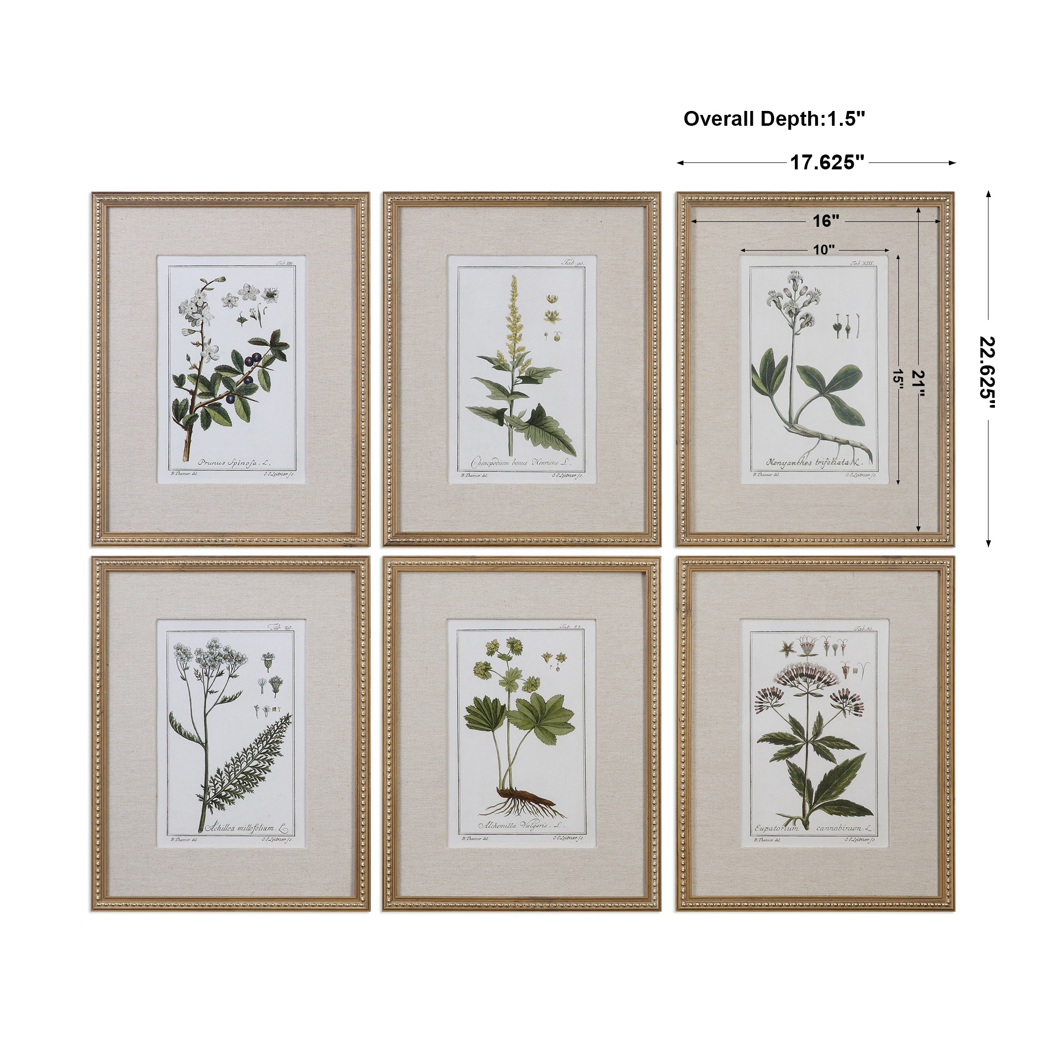 アート　PRETTY GREEN Prints 「Pocket Full」 Green Floral Botanical Study Prints Set/6 UT33651