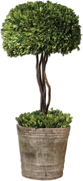 live boxwood topiary