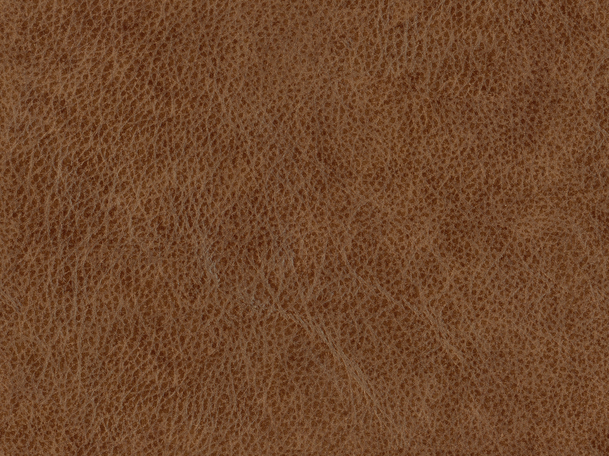 Camel 71669L