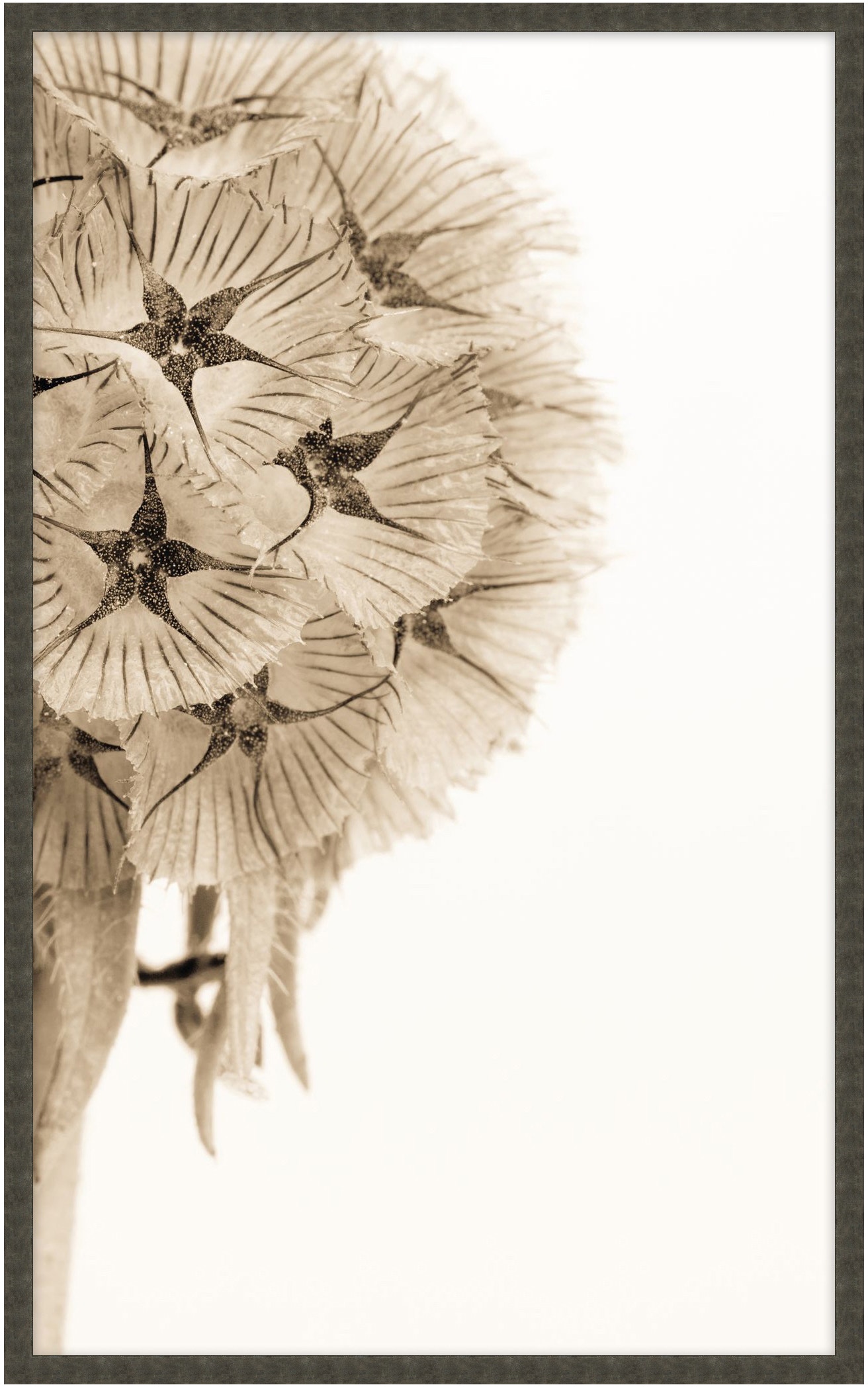 Theodore Alexander Dawning Bloom 1 D2798S55946-4702