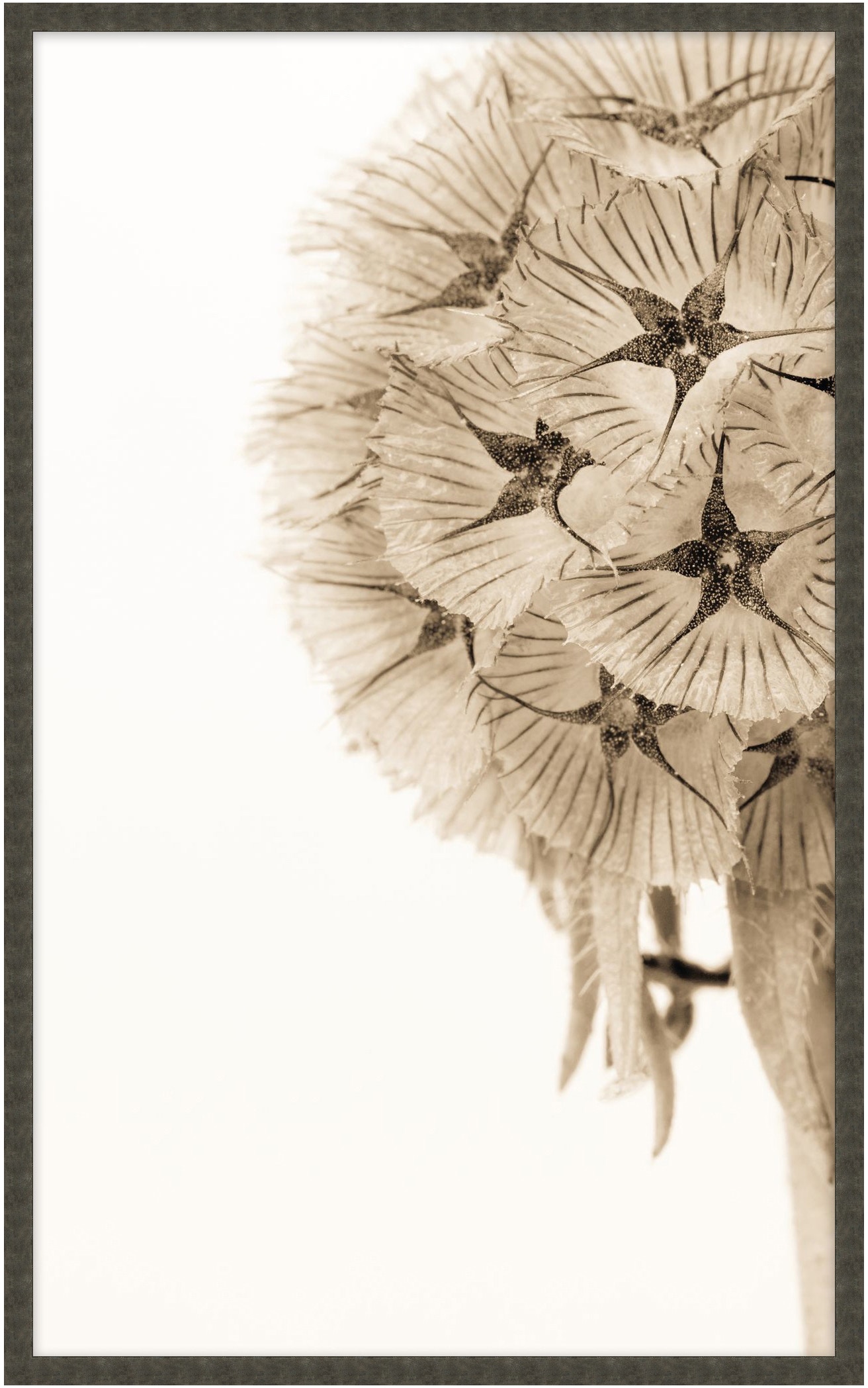 Theodore Alexander Dawning Bloom 2 D2798S55950-4703