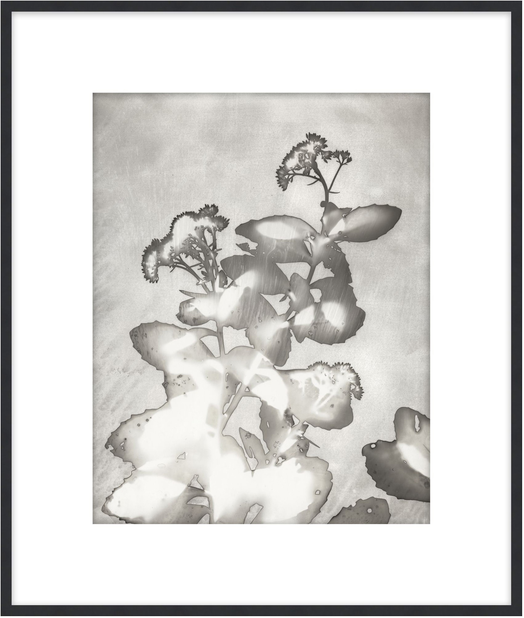 Theodore Alexander Lucent Botanicals 6 D3083S61648-5064