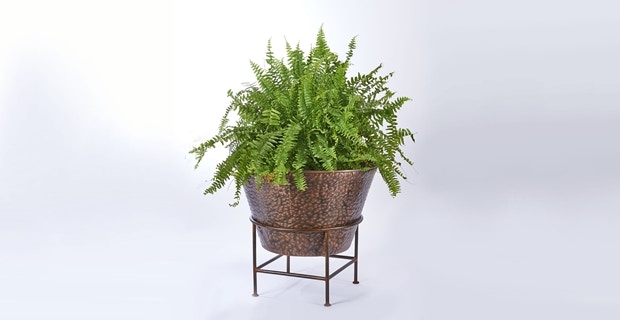 Jatex International Spider Plant Pot - Small 24339