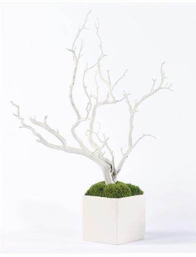  White Manzanita in White Cube 10075