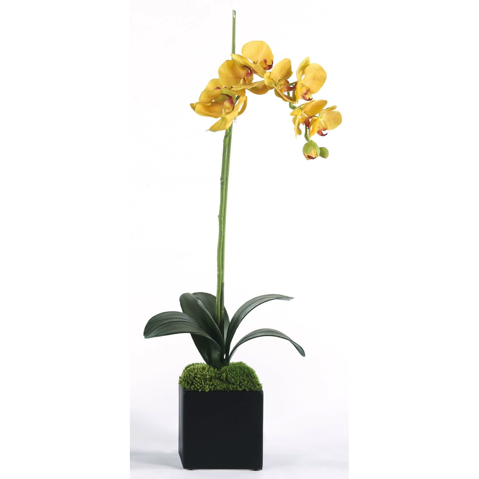  Yellow Single Orchid 10088