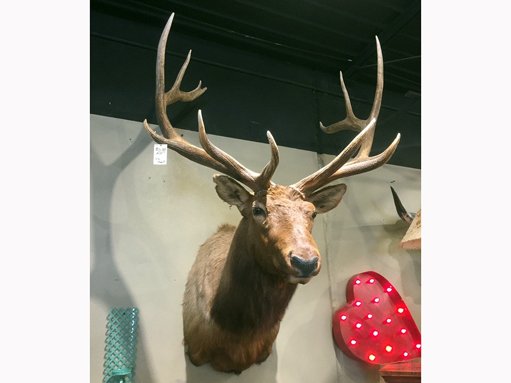 Hides and Horns Elk Wall Mount HH016 Furniture Market Austin, TX