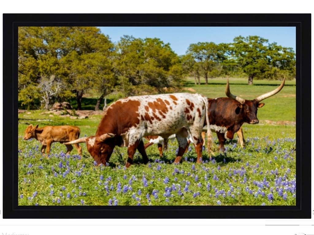 Picture King Longhorn Family W754-3045