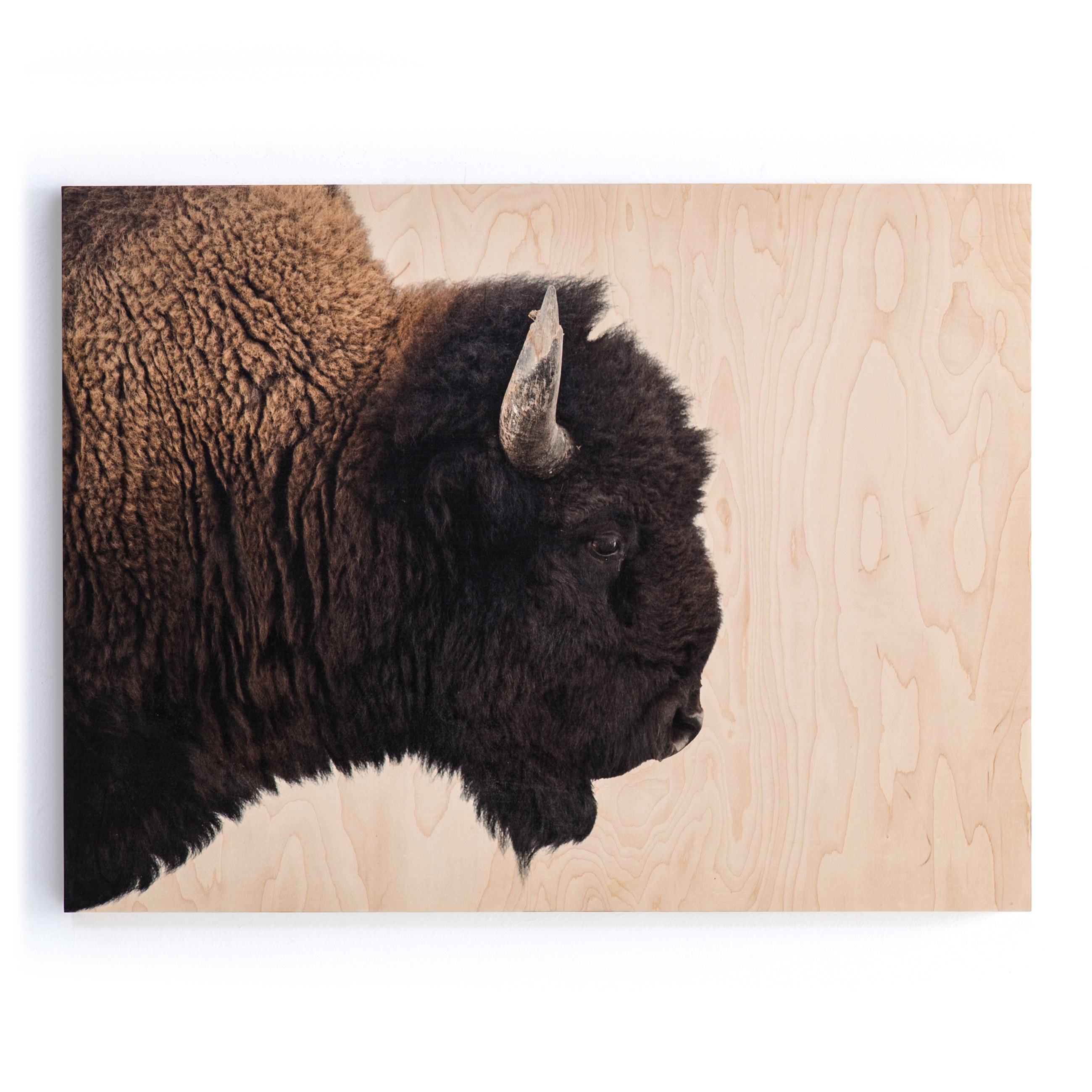  American Bison-Maple Box 60x40 