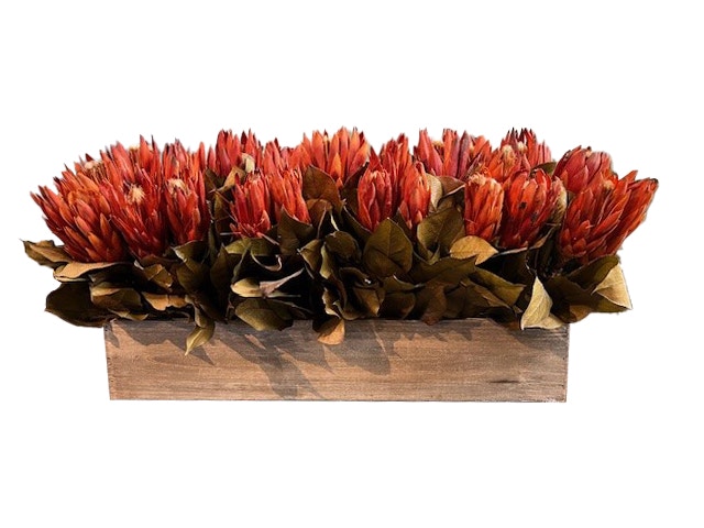  Wd Brown Stain - Yel Protea 