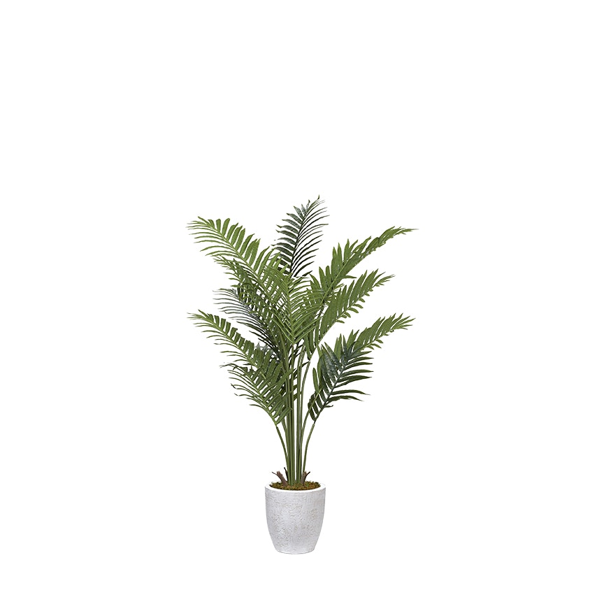  Kentia Palm Tree in White Etched Planter 