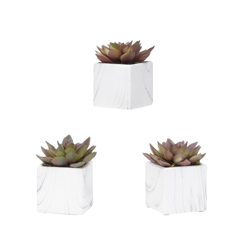  Rose Echeveria In White Marble 
