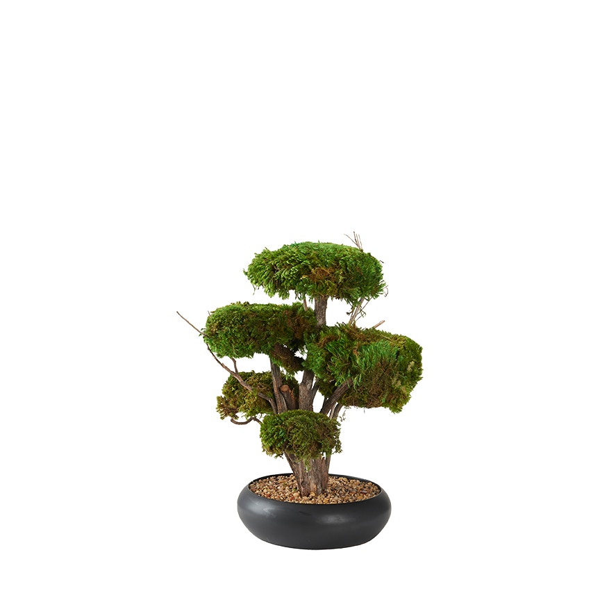  Mood Tree in Black Simply Low 