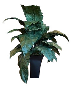  Spath / Black Basket 