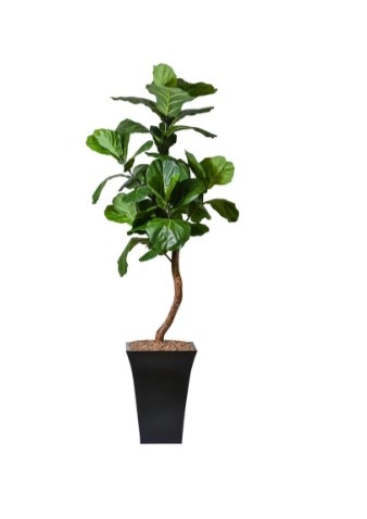  7ft Single Trunk Brazilian Fig 