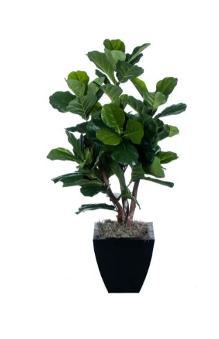  4 Ft Fiddleleaf Fig Plant 