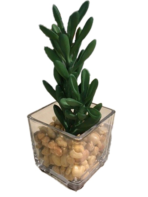  Echeveria/Glass/ Rocks 