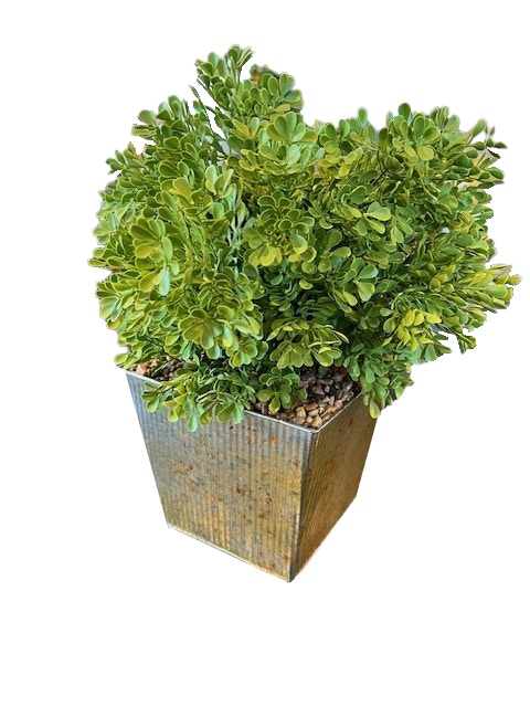  Boxwood Bush Metal Pot 