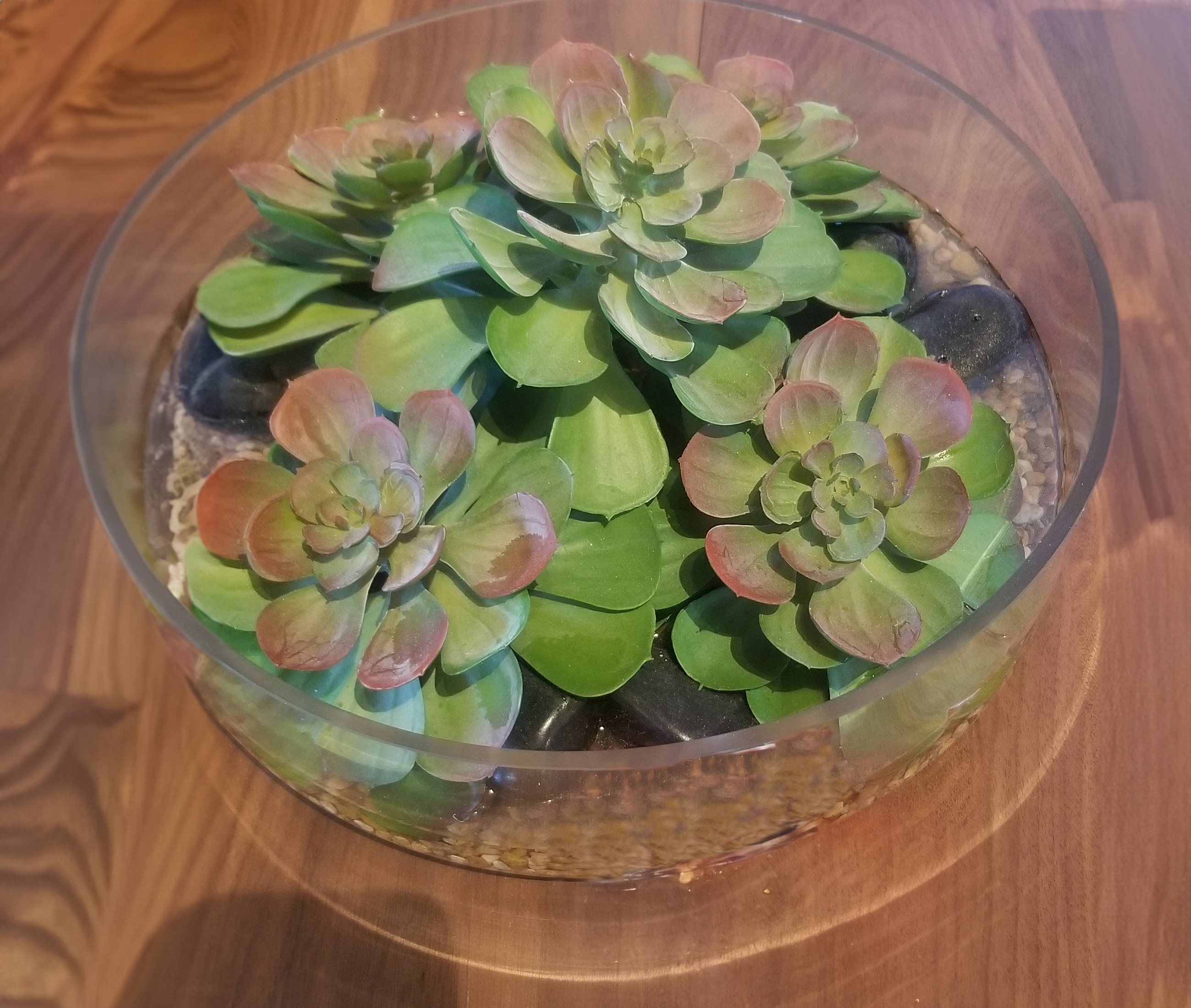  Succulent In Glass 