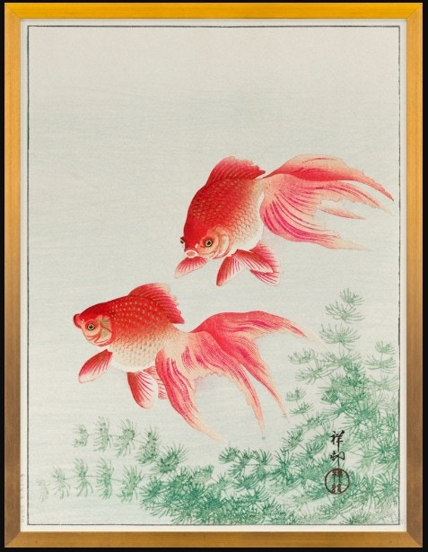  Grand Archives, Goldfish 