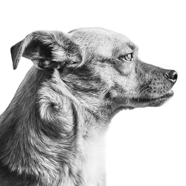  Pearson, Victoria, Furry Friend 1 