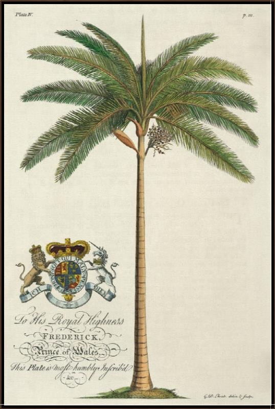  KING PALM 