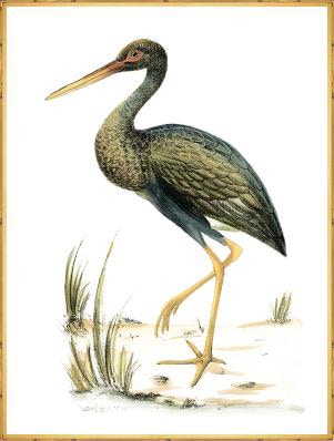  Water Birds II 