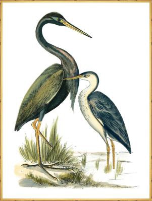  Water Birds III 