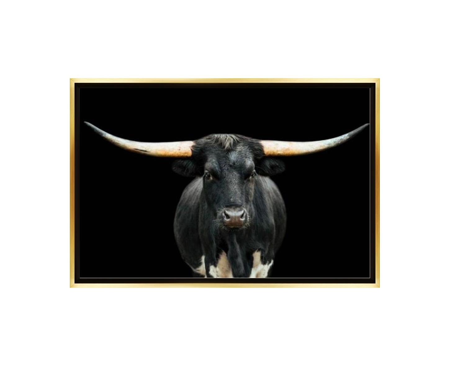 Black and White Longhorn Artwork