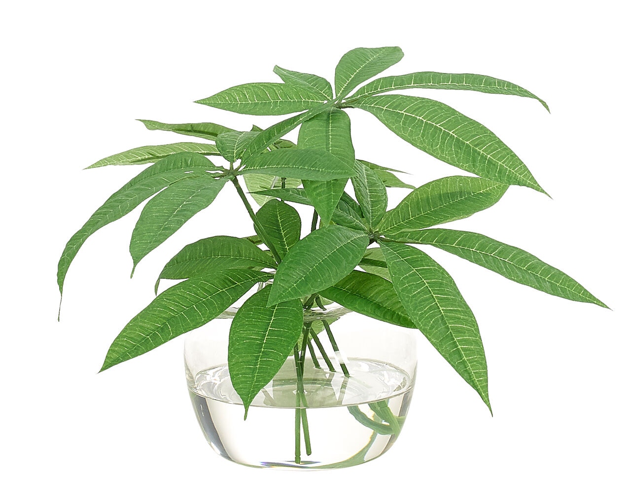  Pachira Plant, Faux Greenery Watergarden, 11? 