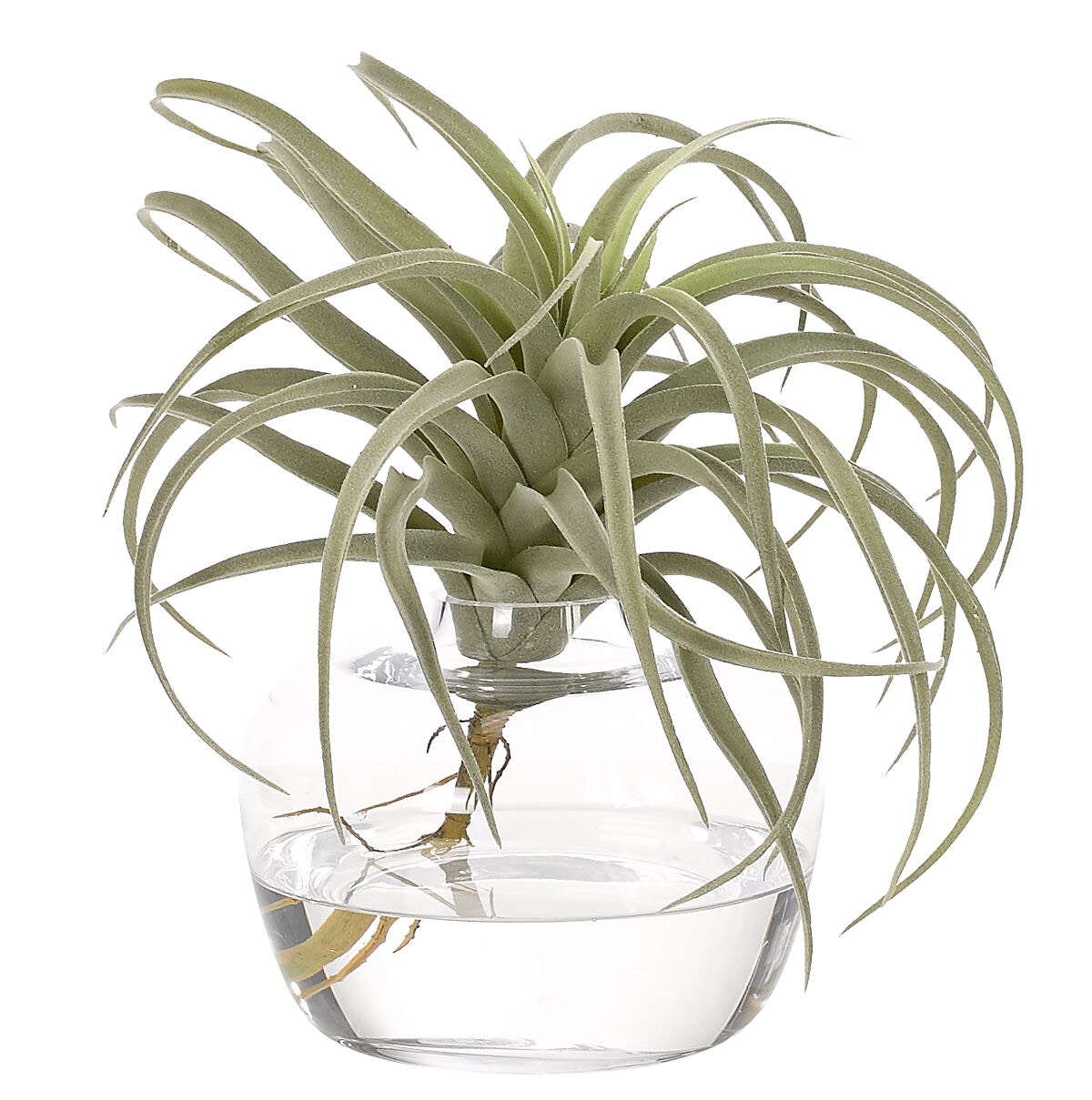  Succulent Tillandsia, Faux Greenery Watergarden, 10 