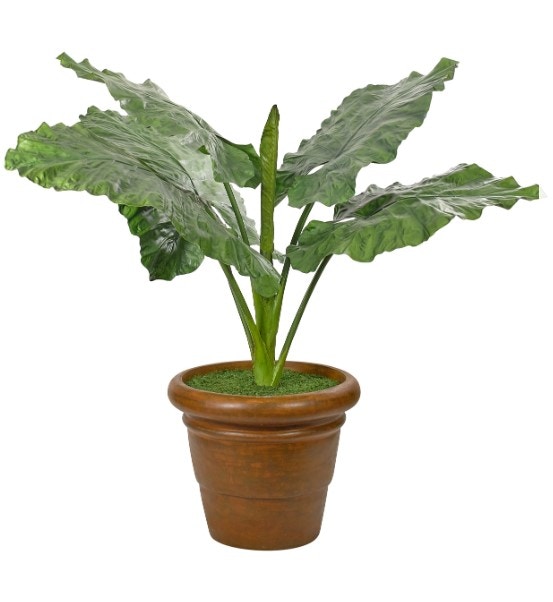  Giant Taro Leaf In Pot 