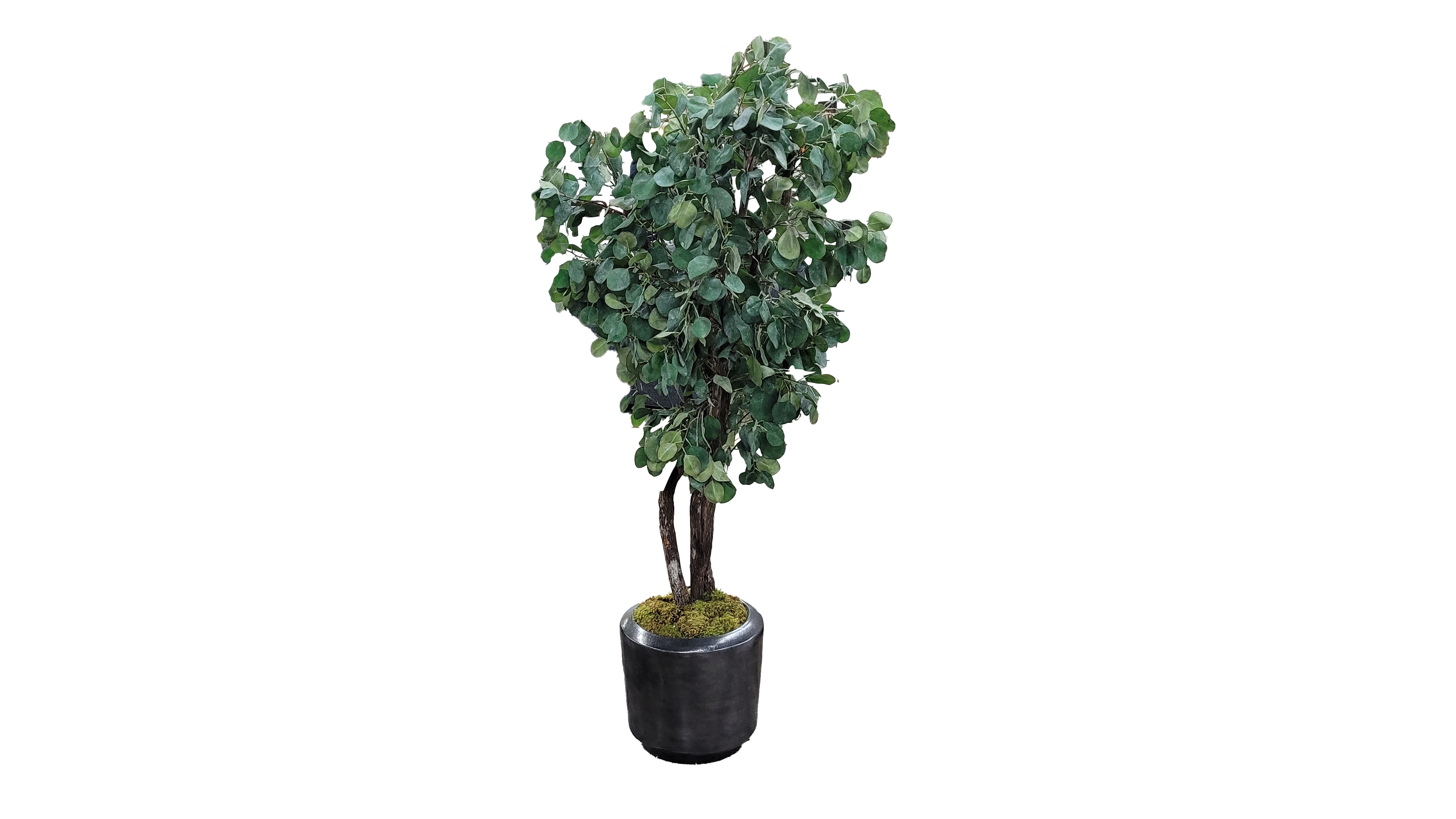  Eucalyptus 