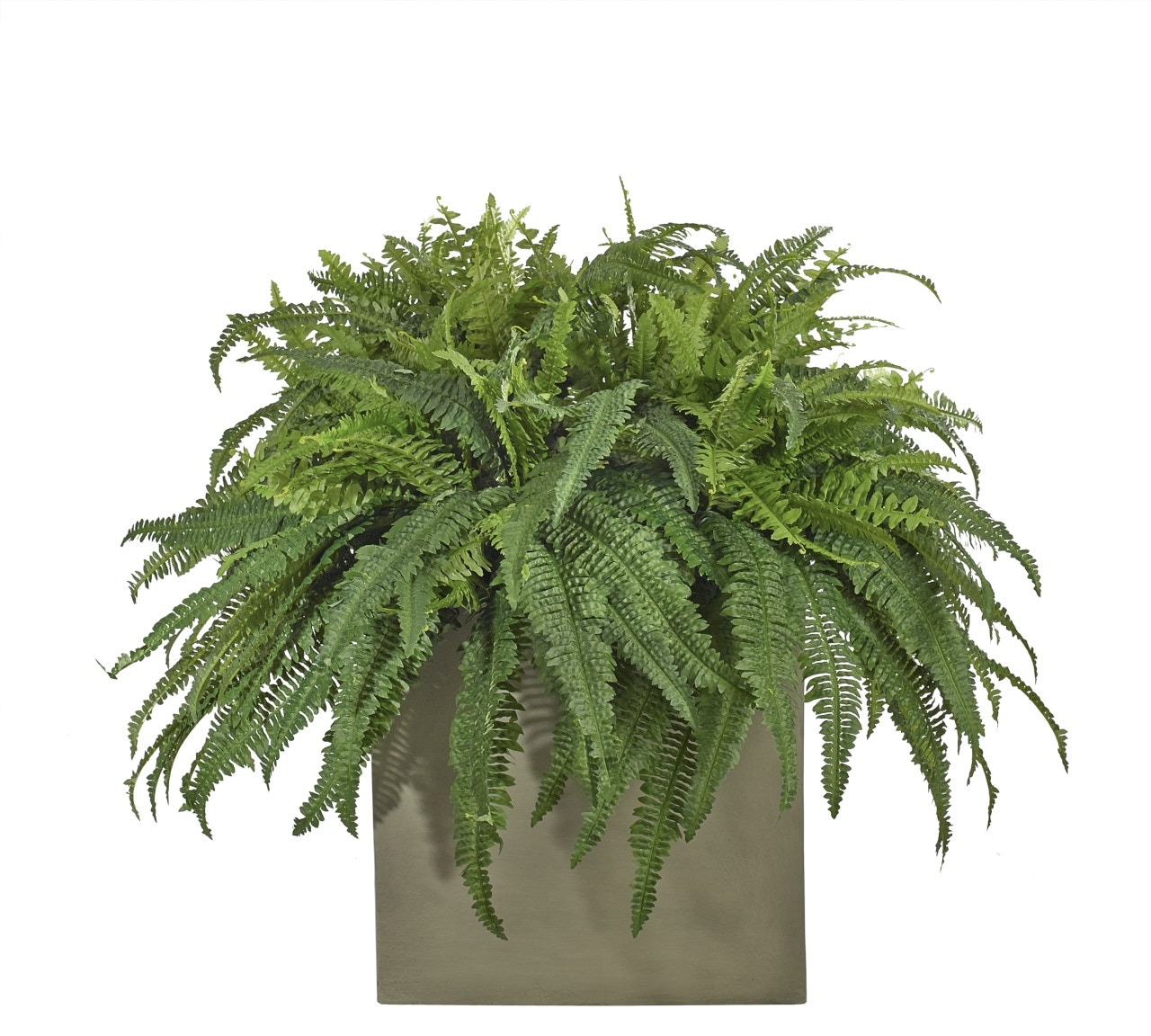 37 Inch Boston Fern 