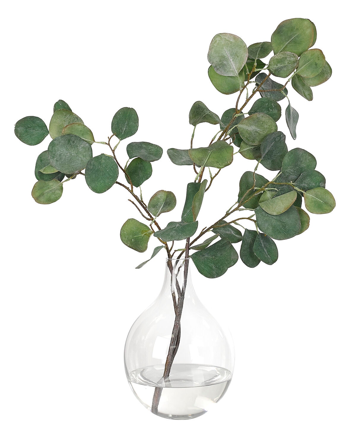  Eucalyptus In Glass Vase 