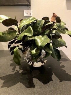 Magnolia Foliage 