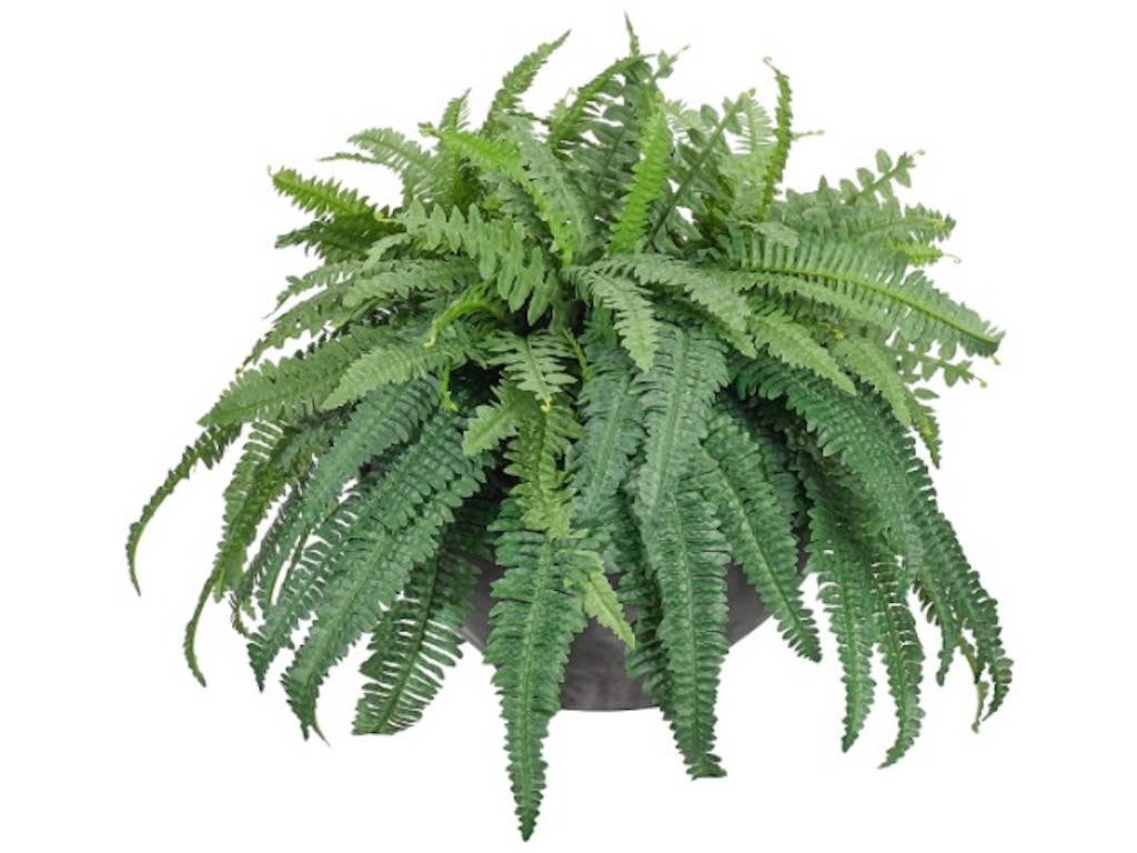 Fern In Planter Fern In Planter
