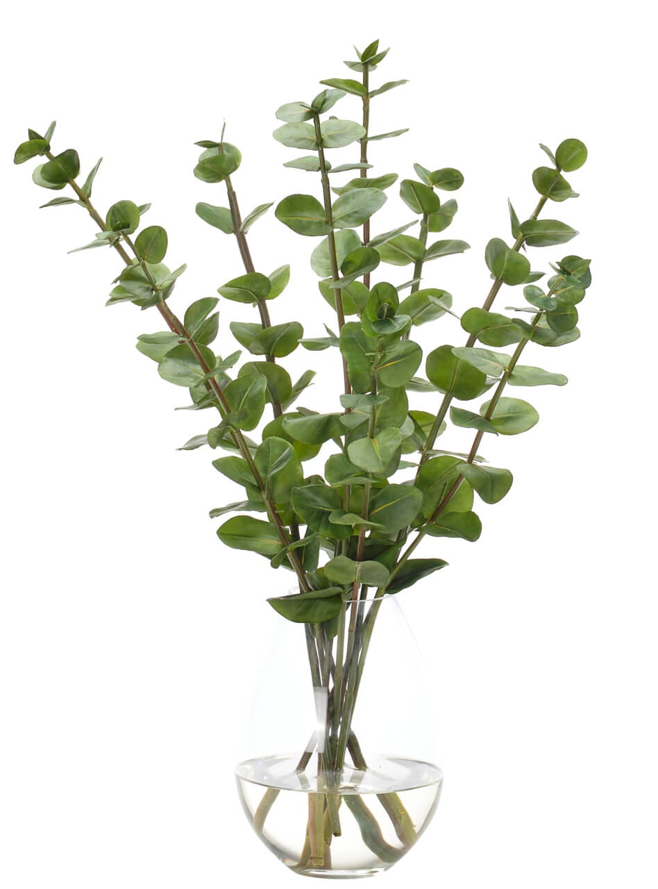  Eucalyptus 