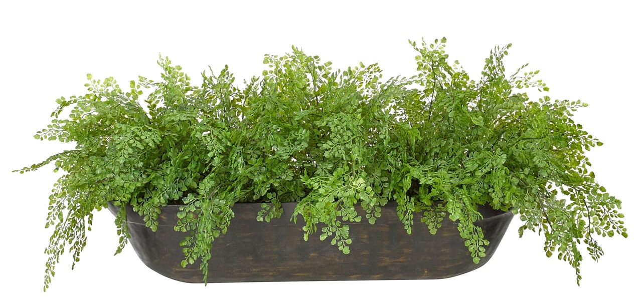  Maidenhair Fern 