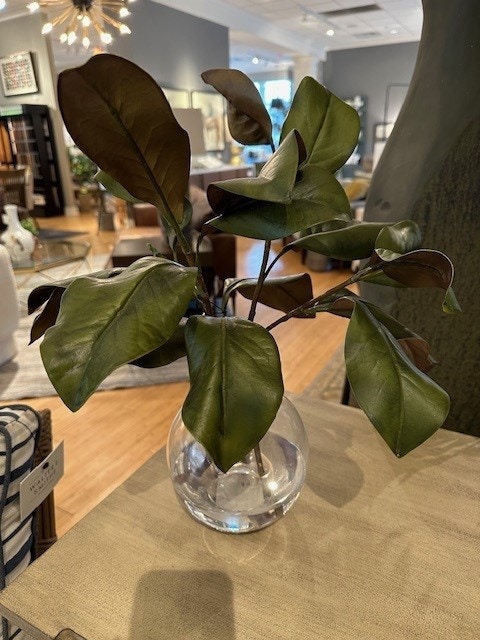  Magnolia Foliage 